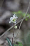 Pipsissewa <BR>Spotted wintergreen